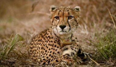 Project Cheetah Leaps Forward: Birth Of 5 Cubs Takes Total To 35; 8 More Being Translocated | Explainers News