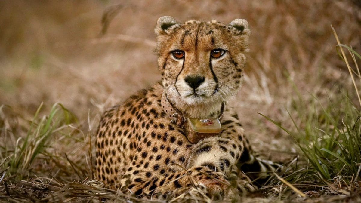 Project Cheetah Leaps Forward: Birth Of 5 Cubs Takes Total To 35; 8 More Being Translocated | Explainers News