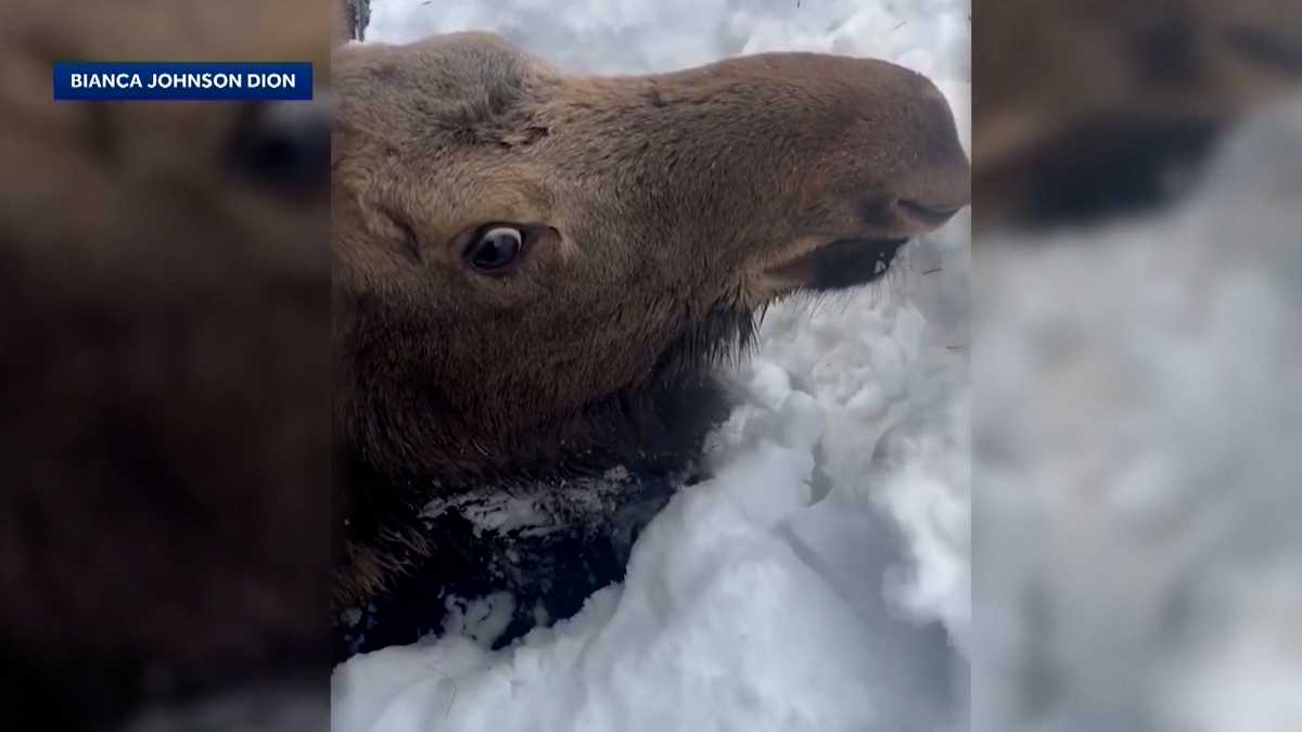 Snowmobilers dig out moose stuck in deep N.H. snowbank
