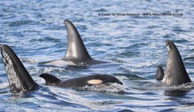 new orca calf...
