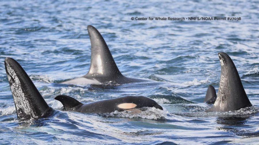 new orca calf...