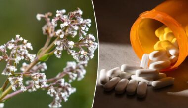 Plant called 'nature's Valium' can help with anxiety, stress, insomnia