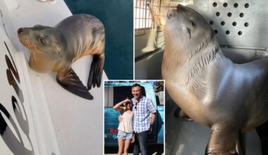 Sick sea lion pup rescued after hitching a ride on family's boat to California shore