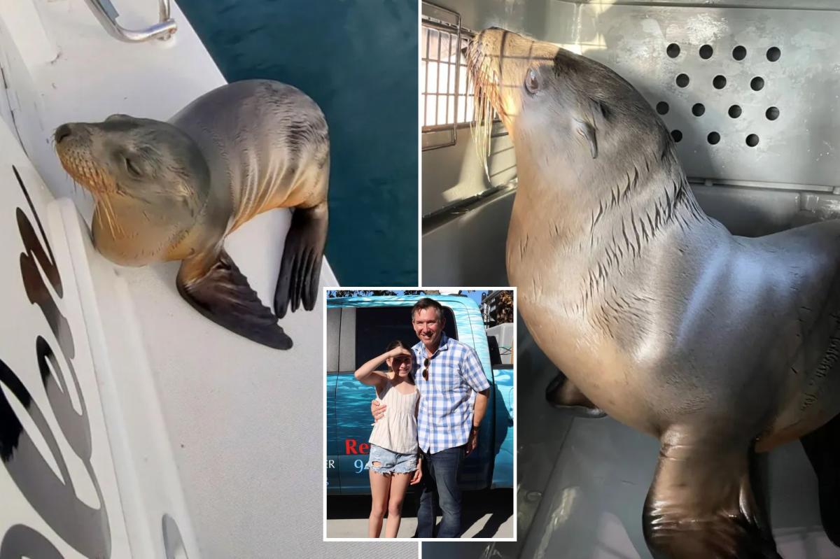 Sick sea lion pup rescued after hitching a ride on family's boat to California shore
