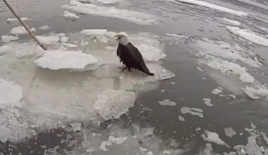 NYPD rescues bloodied bald eagle floating on icy Hudson River: video