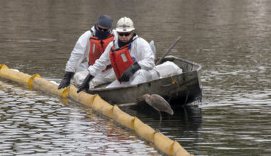 In Huntington Beach, California, a bird perches on a contamination containment boom in October 2021 as workers cleanup the Talbert Marsh after a spill off the coast of Huntington Beach threatens wildlife. Credit: Mindy Schauer/MediaNews Group/Orange County Register via Getty Images