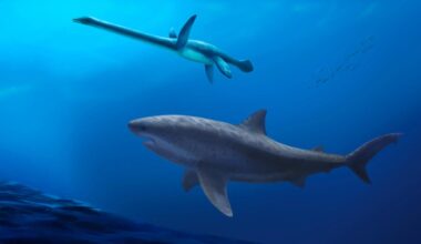 Ancient Giant Shark Discovery Rewrites History