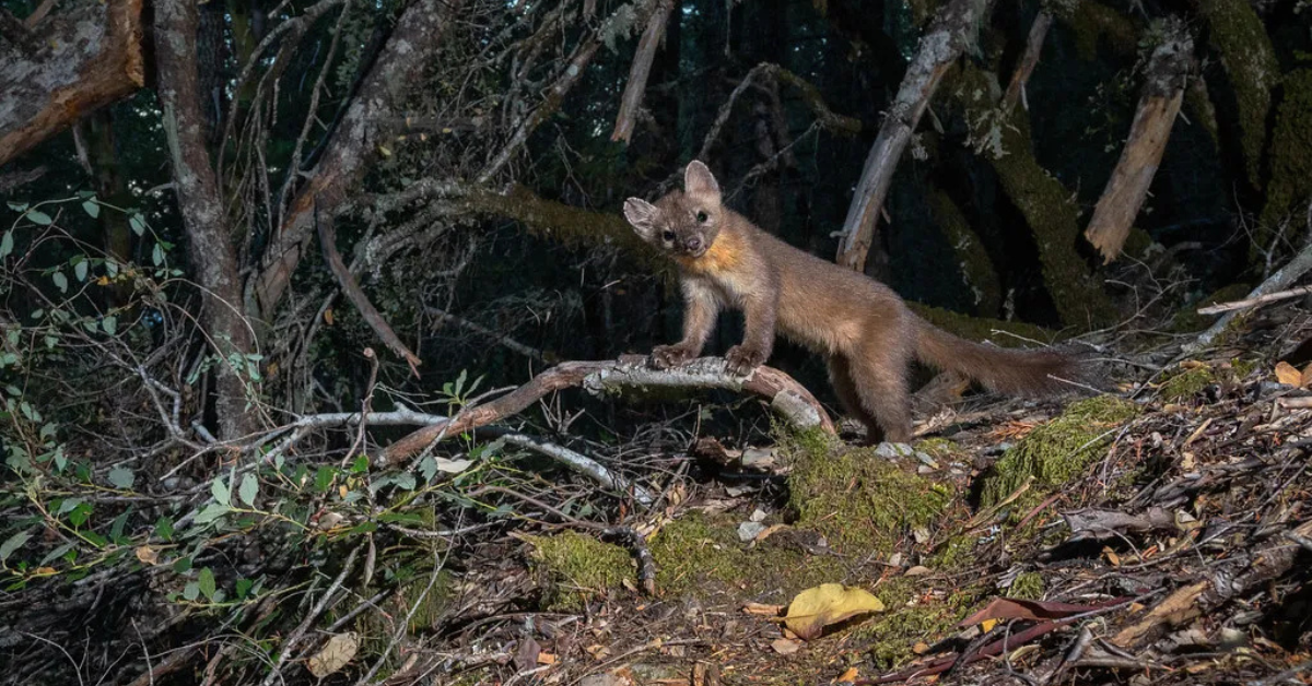 Rare Weasel-Like Mammal Spotted in Northern California Forests During New Study