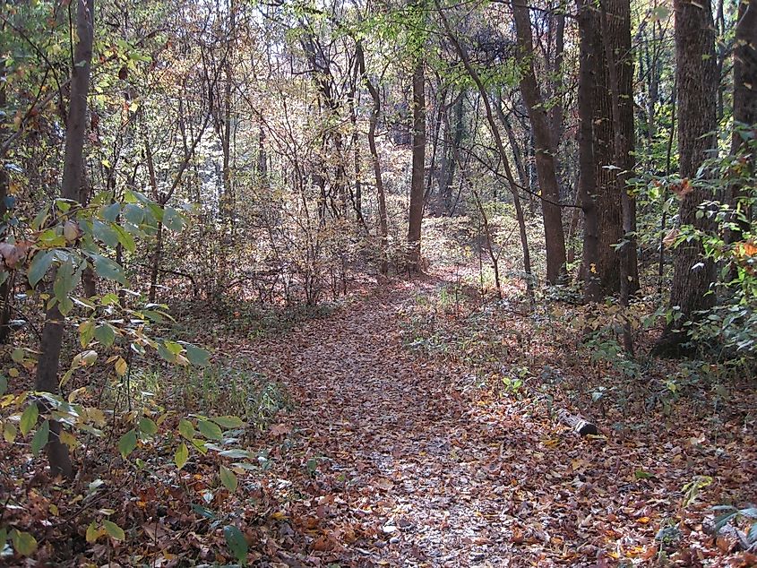 The Old Forest trail in Overton Park, Mississippi