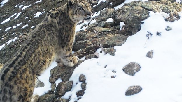 The former Soviet reserve where snow leopards roam