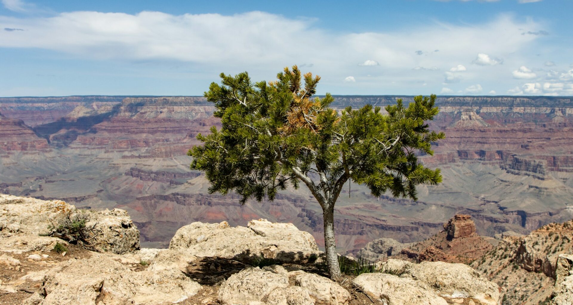 Will The US Economy Remain Resilient Despite AI Derangement Syndrome?