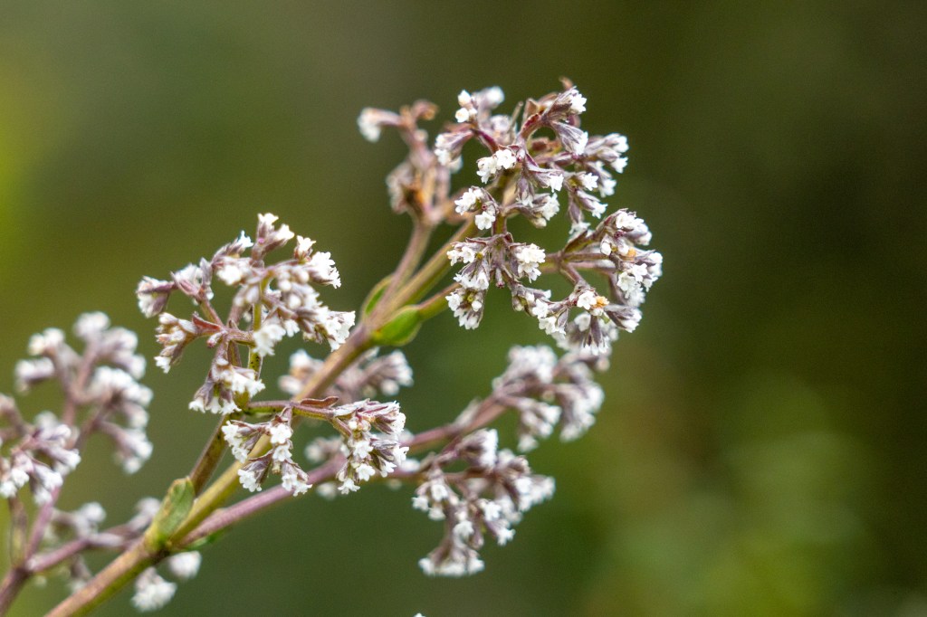 Tiny white Valeriana microphylla flowers in bloom.