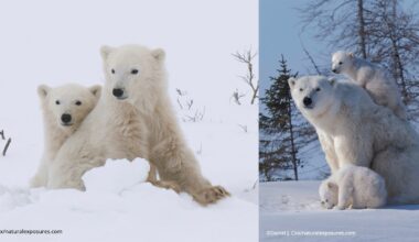 Two images of polar bears: on the left, a mother and two cubs sit in the snow; on the right, a mother bear sits while two cubs climb on her, with snow-covered ground and trees in the background.