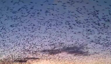Snow geese flock to Middle Creek Wildlife Management Area