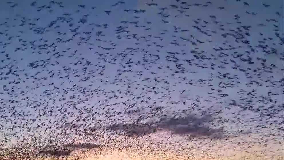 Snow geese flock to Middle Creek Wildlife Management Area
