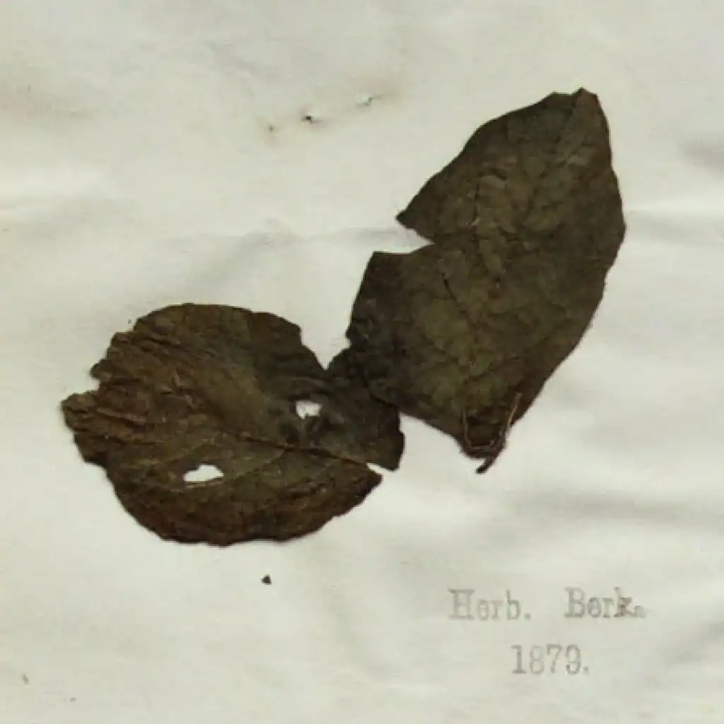 Fossilized walnut shell from 1879, showcasing ancient plant preservation and scientific significance.
