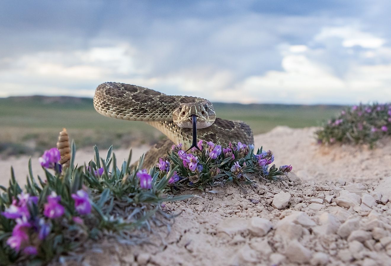4 Rattlesnake Hotspots In Nebraska