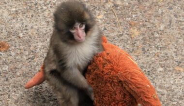 Who Is Punch the Monkey? Viral Zoo Baby Explained