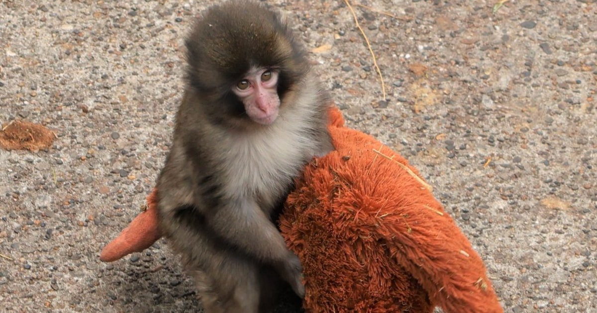 Who Is Punch the Monkey? Viral Zoo Baby Explained