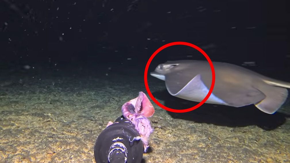 Video footage by Barny Dillarstone showing eagle ray in frame, highlighted by a red circle