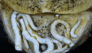 Rare Ocean Creature Found With Iron Plated Tongue, 18,000 Feet Below Surface