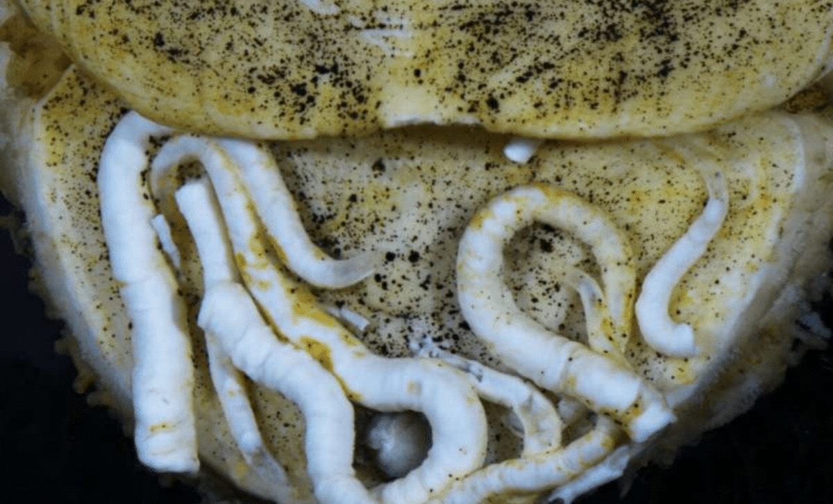 Rare Ocean Creature Found With Iron Plated Tongue, 18,000 Feet Below Surface