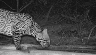 Rare Predator Spotted In Texas A Significant Discovery For Conservation