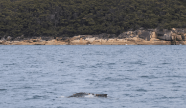 Rare Sighting In Australian Waters