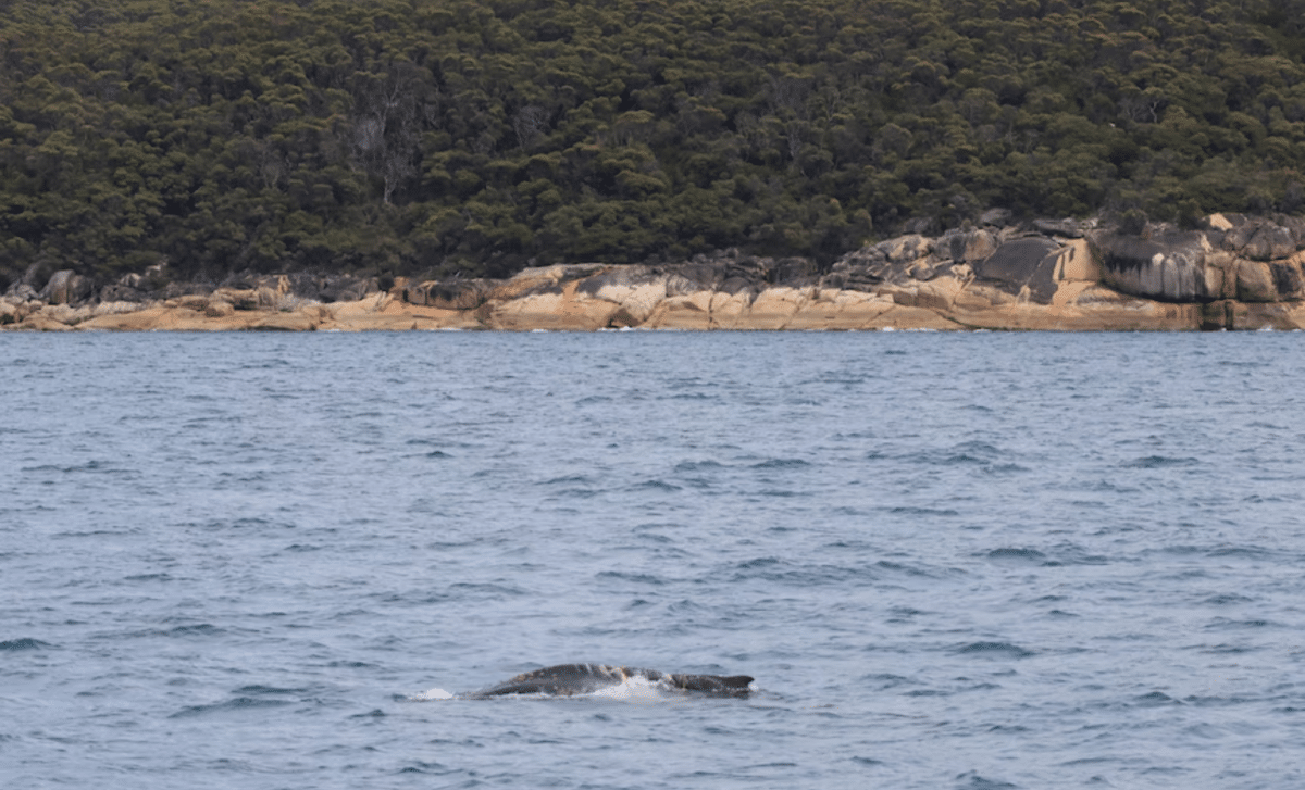 Rare Sighting In Australian Waters