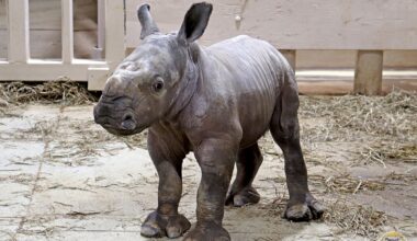 Zoo Welcomes Baby Rhino