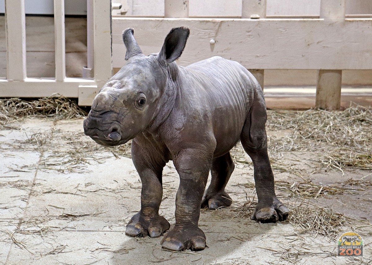 Zoo Welcomes Baby Rhino