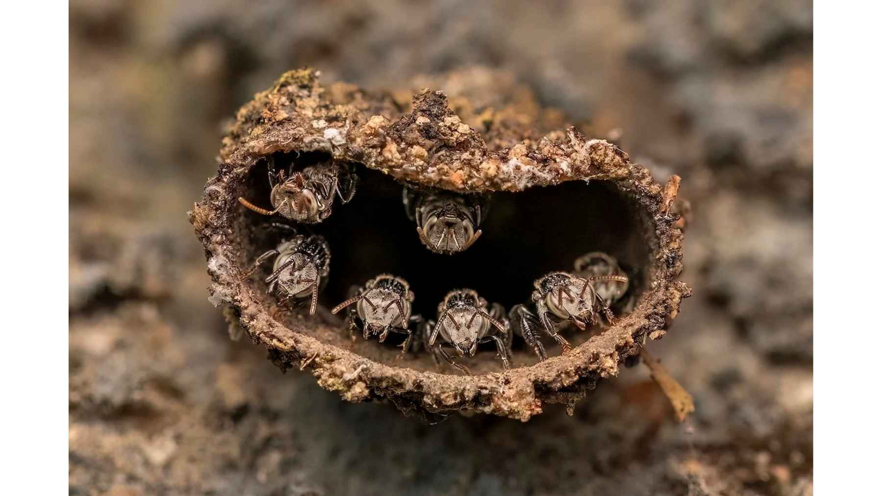 Stingless bees guard the mud-and-resin entrance tube of their nest in Kerala, India.