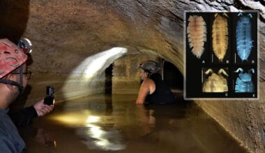 It's official—scientists discover an unknown animal in an ancient Roman mine—never seen before