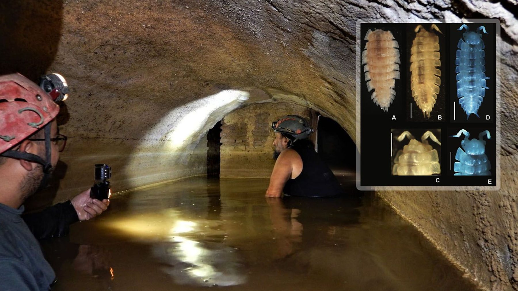 It's official—scientists discover an unknown animal in an ancient Roman mine—never seen before