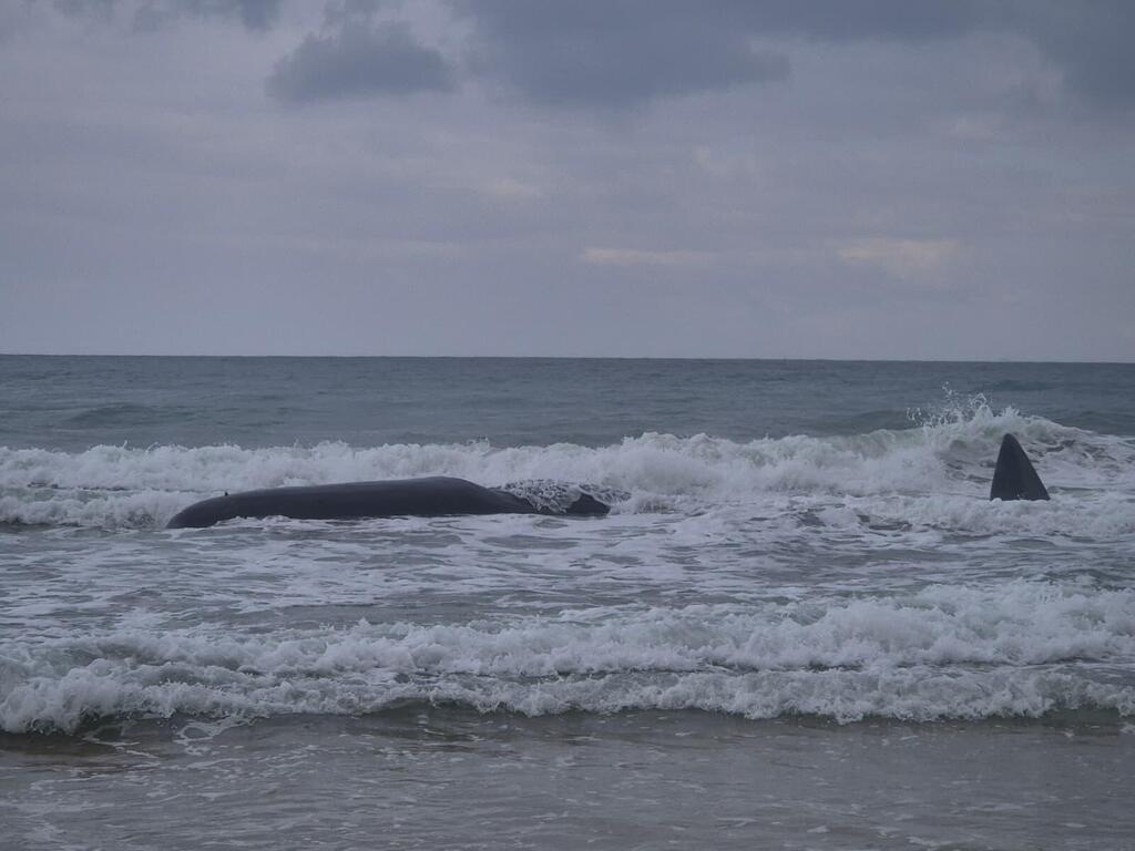 Dead sperm whale washes ashore in Zikim (Evyatar Ben-Avi/Israel Nature and Parks Authority) לווייתן ראשתן מת בחוף זיקים