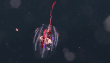 Scientists Find Alien Like Creatures Colombia’s Oceans, And They're Older Than Dinosaurs!