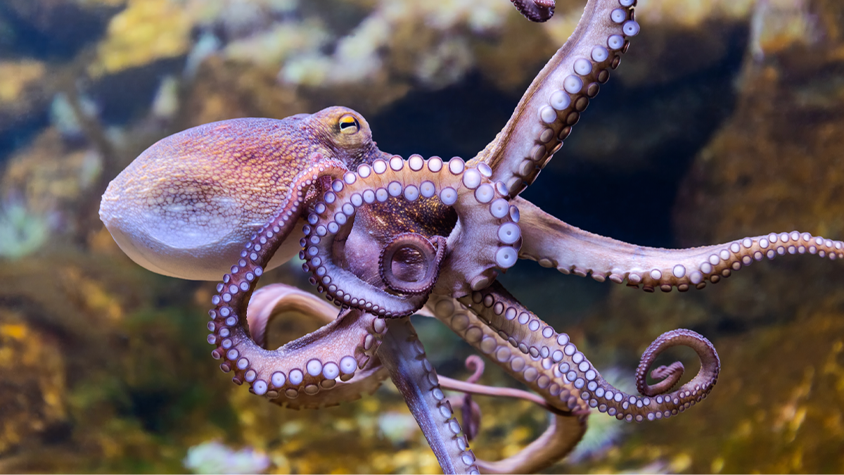 Scientist gave octopus MDMA and recorded shocking results