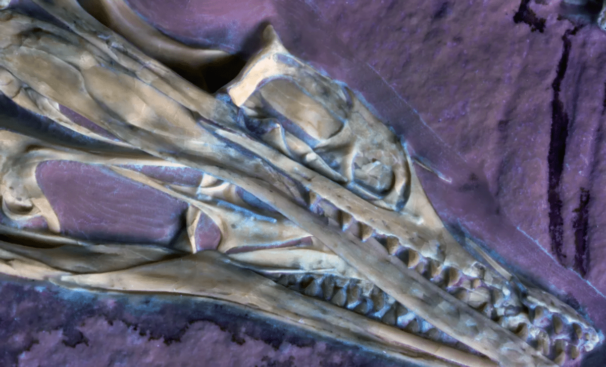 Scientists Just Revealed A Never Before Seen Feature Inside Archaeopteryx’s Skull