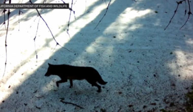 Wolf visits Los Angeles County for first time in 100 years, California wildlife officials say