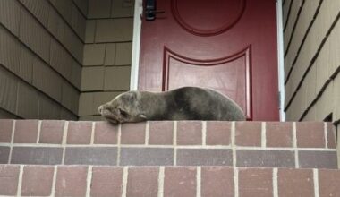‘How is this possible?’ Sea lion is rescued from yard a mile from La Jolla Cove – San Diego Union-Tribune