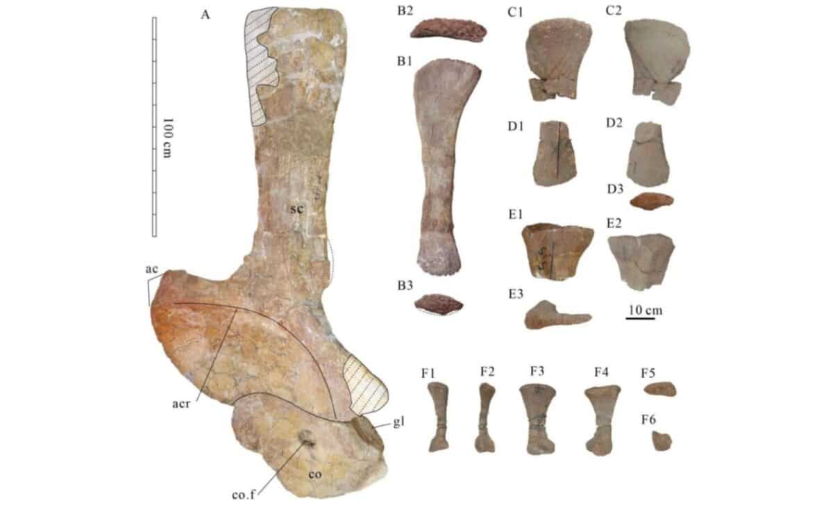 Shoulder Girdle And Hindlimb Bones Of Tongnanlong Zhimingi