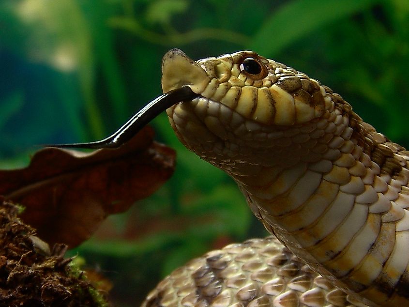 Western Hog Nosed Snake.