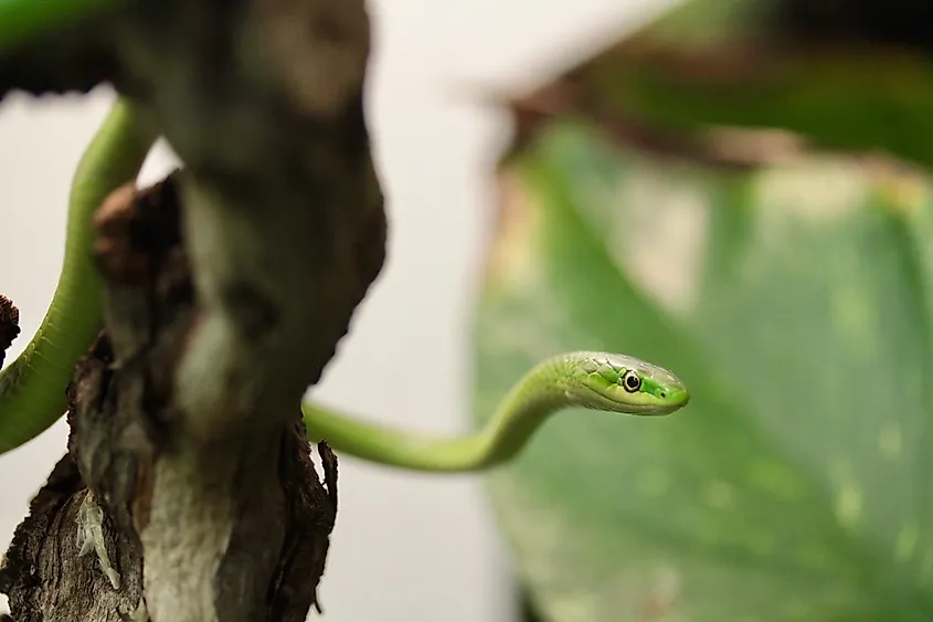 The smooth green snake can be found by the water at Aroostook State Park in Maine.