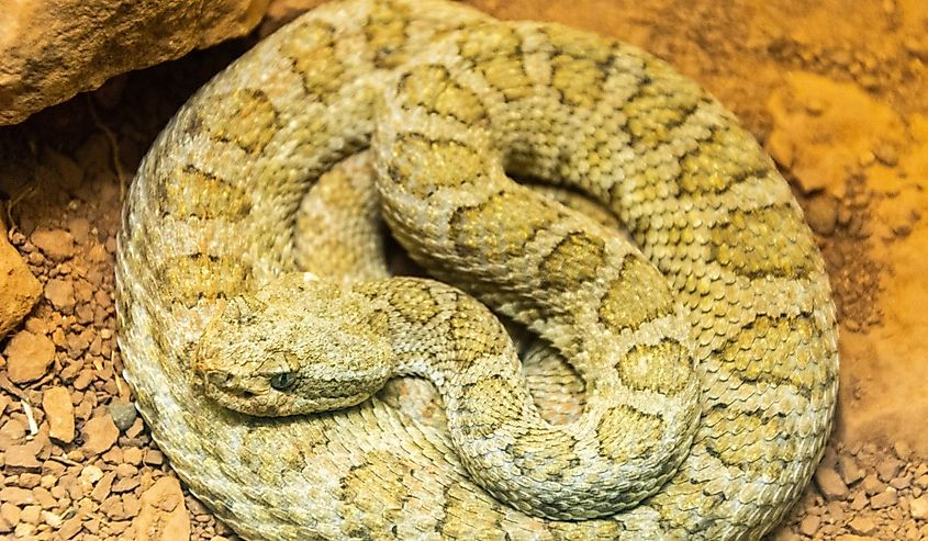  Close-up of a coiled Midget Faded Rattlesnake.