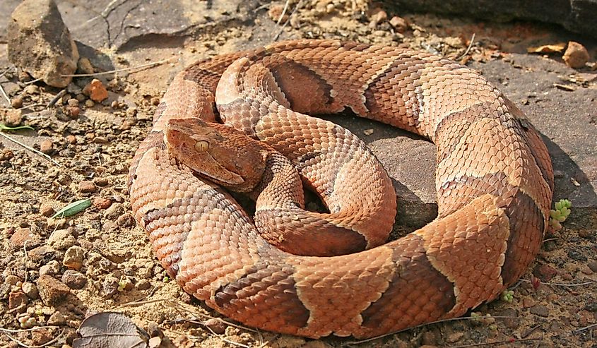 A coiled Copperhead Snake (Agkistrodon contortrix).