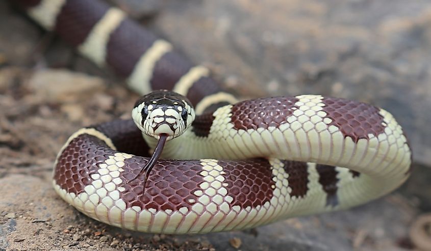 California Kingsnake (Lampropeltis californiae) Banded Color Phase.