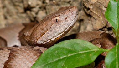 5 Copperhead Snake Hotspots In Missouri