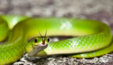 7 Snake-Infested State Parks In Maine