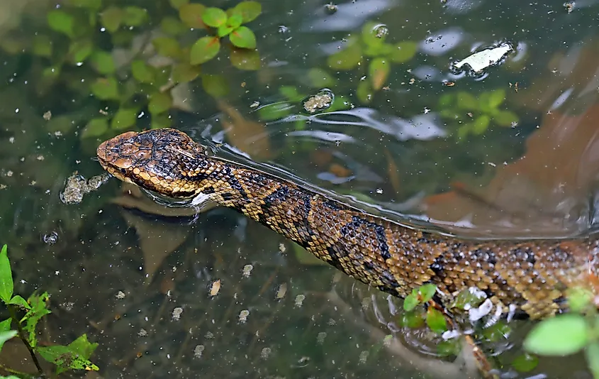 Cottonmouth, or water moccasin.