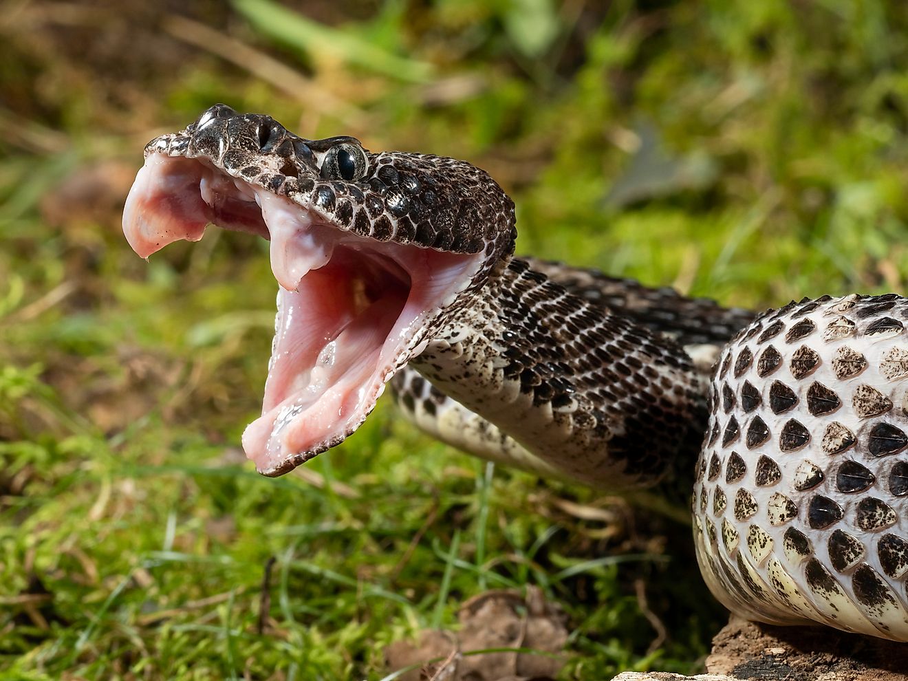 6 Most Rattlesnake Infested Areas in Florida